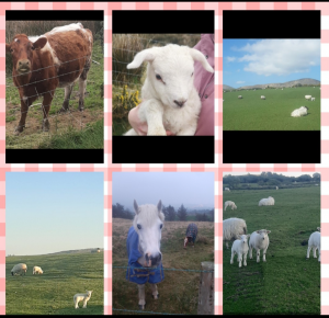 Animals